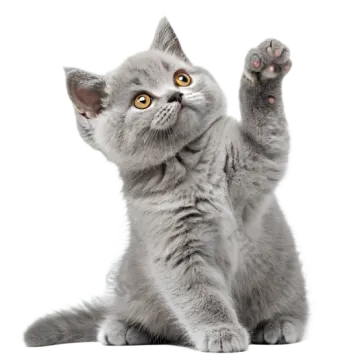 a gray kitten is reaching its paw up