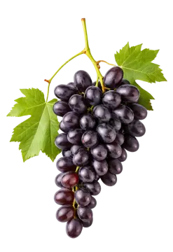 a bunch of black grapes with green leaves
