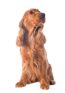 a brown dog is looking up to the sky