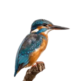 a bird sitting on top of a tree branch
