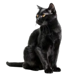 a black cat sitting on the ground