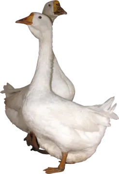 the duck is white