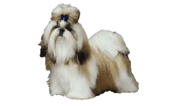 a brown and white dog sitting on a white background