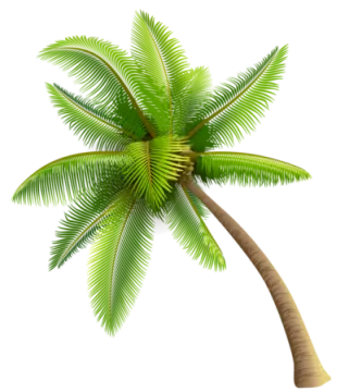 a palm tree on a white background