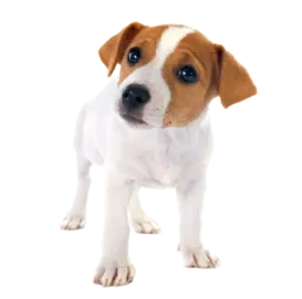 a small brown and white dog standing on a white surface