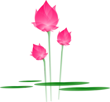 three pink lotus flowers floating in a pond