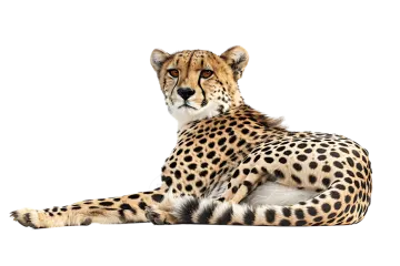 a che spotted che hypostecus cheensis in front of a white background