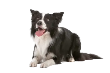a black and white dog with its tongue out