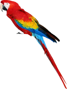 a red and yellow parrot sitting on top of a branch