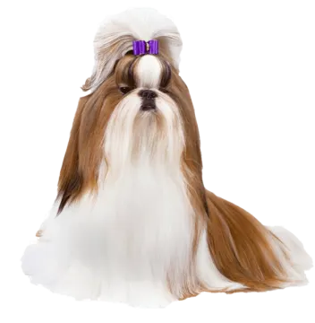 a small dog with a purple bow on its head