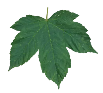 a green leaf on a white background