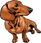a brown dog is standing on its hinds