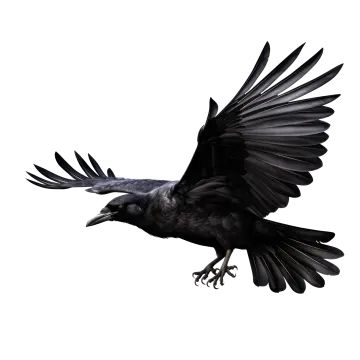 a black bird flying through the air