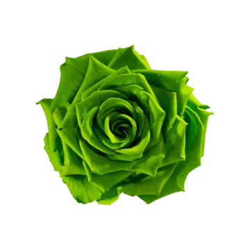 a green rose on a white background