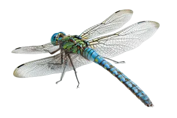 a blue dragon on a white background