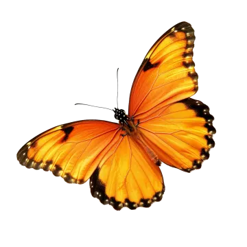 an orange butterfly on a white background