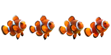 a group of clown fish swimming in the ocean