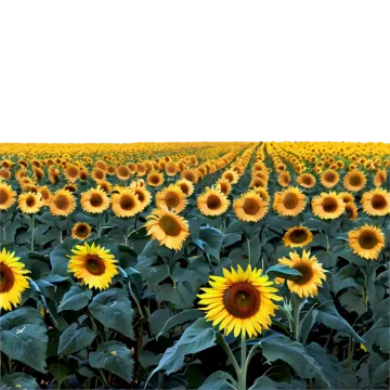 a field of sunflowers
