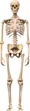 a human skeleton is shown in this image