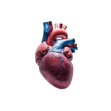 an image of the human heart