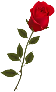 a single red rose on a white background