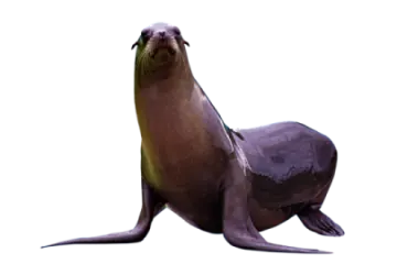 a sea lion sitting on top of a white surface
