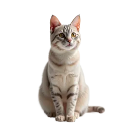a gray and white cat sitting on the floor