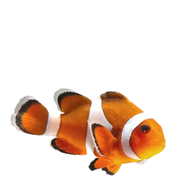an orange and white clown fish on a white background