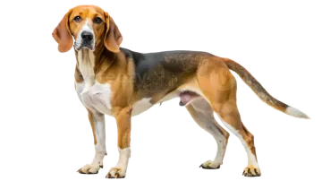 a brown and black dog standing on a white background