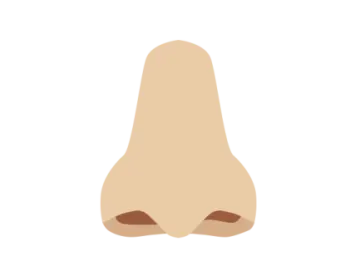 an illustration of a nose