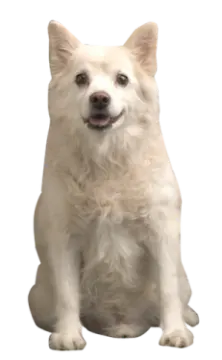 a small white dog sitting on the ground