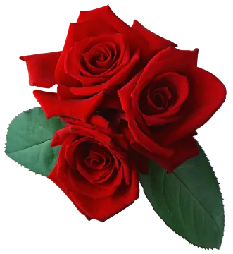 three red roses on a white background