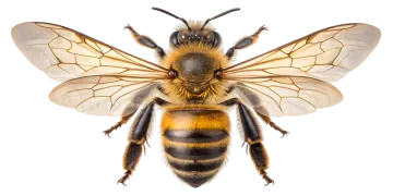 a bee on a white background