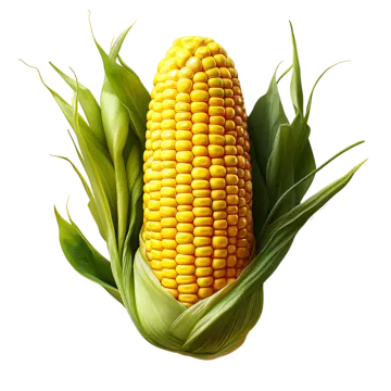 a corn on a white background