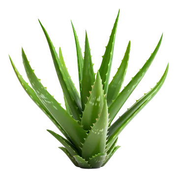 a close up of a plant on a white background