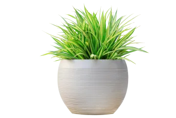 a plant in a white pot