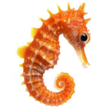 a close up of a seahorse on a white background