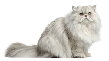 a fluffy white cat sitting down looking at the camera