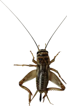 a close up of a bug on a white background
