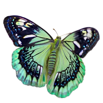 a green and black butterfly on a white background