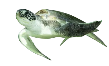 a green sea turtle swimming in the ocean