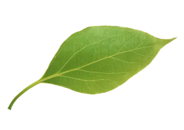 a green leaf on a white background