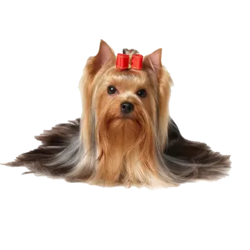 a small dog with a red bow on its head