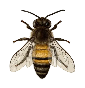 a bee on a white background