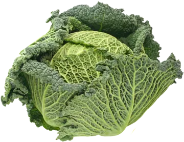 a head of green cabbage on a white background