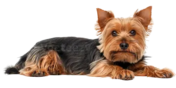 a small dog laying down on a white surface