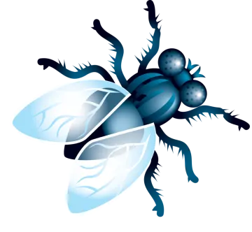 a blue and black insect on white background