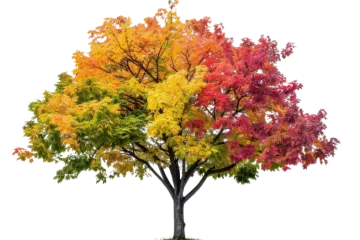 a tree with colorful leaves on it