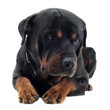 a black and brown dog laying down on a white background