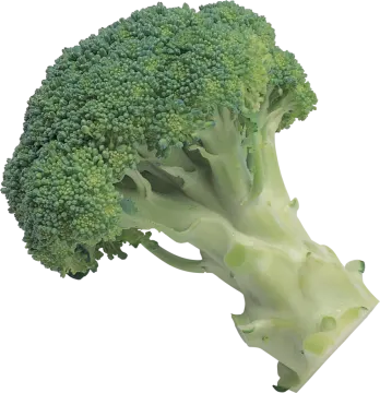 a close up of a piece of broccote